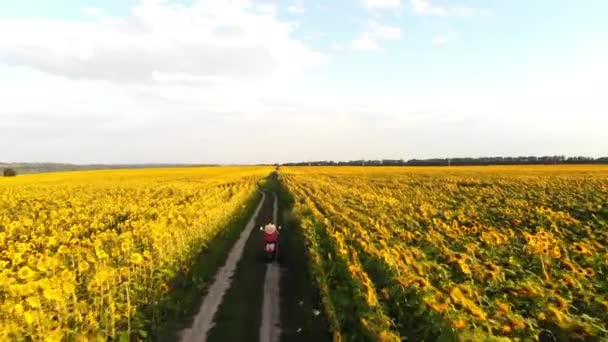Antenne, Drohne footage.woman fährt Retro-Roller, Moped zwischen Sonnenblumenfeldern — Stockvideo
