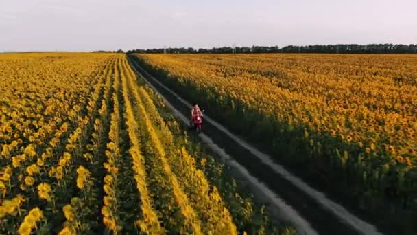 Молодая женщина ездит на ретро скутере или мопеде между полями подсолнечника — стоковое видео