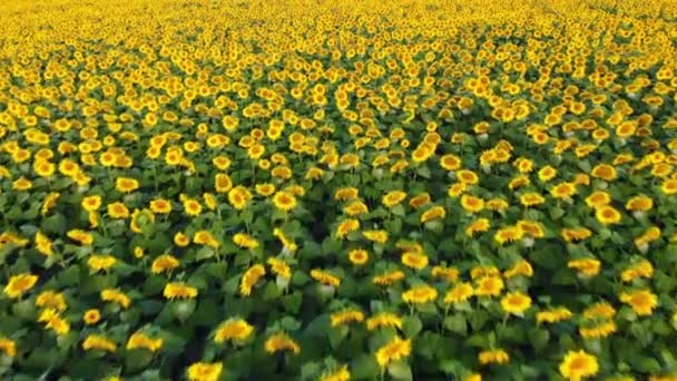 Vol par drone au-dessus du champ de tournesol. Agriculture, concept de récolte .