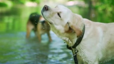 Islettiğimiz köpeklerin yavaş çekimde suyu sallayarak yakın çekim. Yetişkin labrador nehirde yıkanır ve doğanın tadını çıkarır. Komik hayvan.