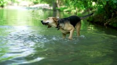 Islettiğimiz köpek yavaş çekimde suyu sallıyor. whippet köpek veya tazı nehirde banyo ve doğanın tadını çıkarır. Komik hayvan.