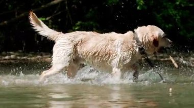 Islettiğimiz köpeğin yavaş çekimde su yla sarsılarak yakın çekimi. Yetişkin labrador nehirde yıkanır ve doğanın tadını çıkarır. Komik hayvan.