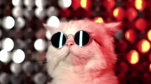 Portret disco futrzanego kota w okularach modowych na neonowej ścianie studyjnej. Luksusowy kotek domowy w okularach pozuje na srebrno-czerwonym tle. — Wideo stockowe