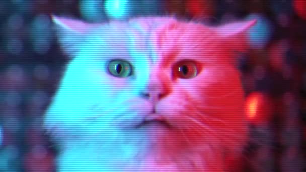 White cat sticks out his tongue on shiny flickering multi-colored background. Looping video with effect of bad old TV. — Stock Video