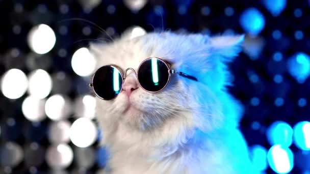 Porträt einer Disco-Pelzkatze mit modischer Brille an einer neonglänzenden Wand im Studio. luxuriöse häusliche Kätzchen in Brille posiert auf silberblauem Hintergrund. — Stockvideo