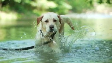 Yazın suda ıslak köpek, yavaş çekim. Yetişkin labrador nehirde yıkanır ve doğanın tadını çıkarır. Komik hayvan.