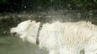 Islettiğimiz köpeğin yavaş çekimde su yla sarsılarak yakın çekimi. Yetişkin labrador nehirde yıkanır ve doğanın tadını çıkarır. Komik hayvan.
