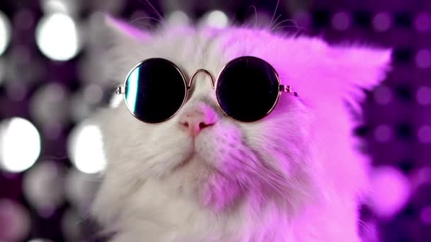 Porträt einer weißen pelzigen Katze mit modischer Brille. Studio-Neon-Licht-Aufnahmen. luxuriöse häusliche Miezekatze in Brille posiert auf violettem Hintergrund — Stockvideo