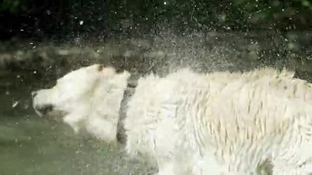 Primo piano del cane bagnato scuotendo l'acqua al rallentatore. Adulto labrador bagna nel fiume e gode della natura. Animale divertente . — Video Stock
