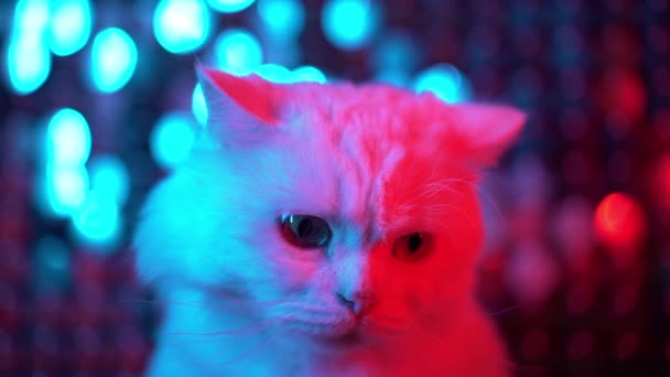 Biały ładny Furry kot na błyszczące migotanie wielokolorowe tło. Portret śmiesznego zwierzaka w Neon Disco Club Light — Wideo stockowe