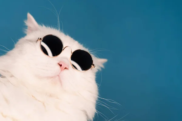 Close portrait of white furry cat in fashion sunglasses. Studio photo with copy space. Luxurious domestic kitty in glasses poses on blue background wall. — Stock Photo, Image