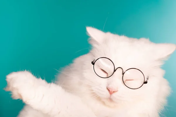 Schattig huisdier in ronde transparante glazen. Harige kat op blauwe achtergrond in Studio. Dieren, onderwijs, wetenschaps concept. — Stockfoto