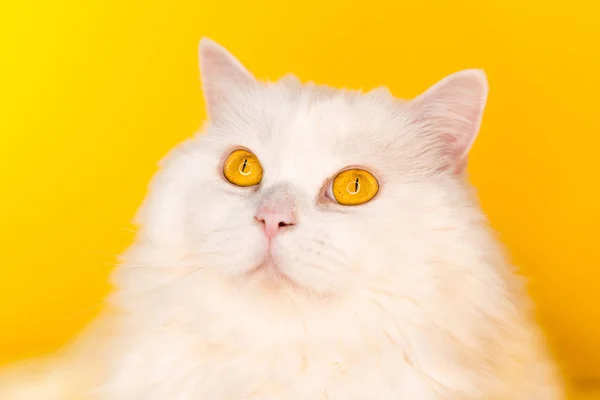 Porträt der Hochlandkatze gerade flauschig auf gelbem Hintergrund. Mode, Stil, cooles Tierkonzept. Studiofoto. weiße Pussycat. — Stockfoto