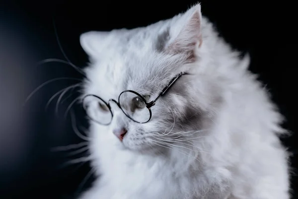 Portré Highland egyenes bolyhos macska, hosszú hajú, kerek szemüveg. Divat, stílus, hűvös állat koncepció. Fehér Pussycat a sötét háttér. — Stock Fotó