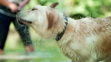 Labrador yaz sıcak havalarda nehir veya gölde yıkanır. Köpek eğlenir, sevinir, doğada yürür. Evcil hayvan kavramı, dostluk, bağlılık
