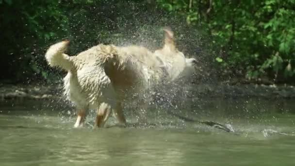 Labrador kylpee joessa tai järvessä kesällä kuumalla säällä.Koiralla on hauskaa, iloita, kävelee luonnossa.Käsite lemmikkieläimet, ystävyys, omistautuminen — kuvapankkivideo