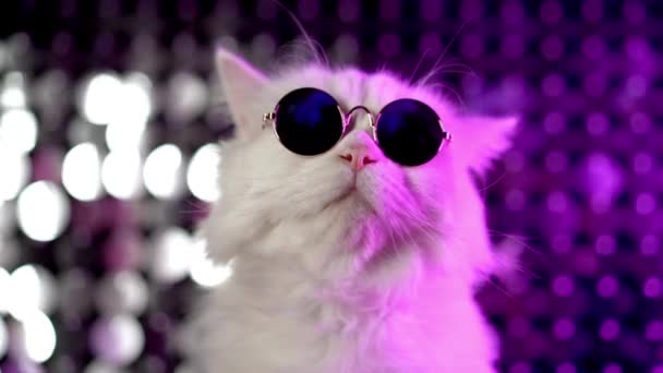 Gatinho doméstico luxuoso em óculos posa em fundo roxo. Retrato de gato peludo branco em óculos de moda. Imagens de luz de néon estúdio . — Vídeo de Stock