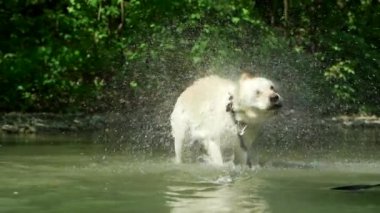 Islettiğimiz köpeğin yavaş çekimde su yla sarsılarak yakın çekimi. Yetişkin labrador nehirde yıkanır ve doğanın tadını çıkarır. Komik hayvan.