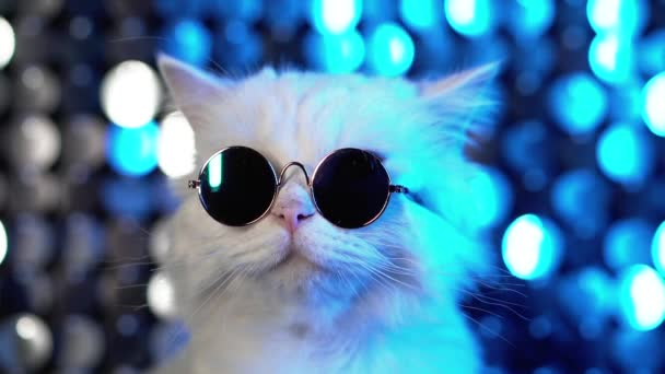 Gatinho doméstico luxuoso em óculos posa no fundo azul prata. Retrato de disco gato peludo em óculos de moda em estúdio neon brilhando parede . — Vídeo de Stock