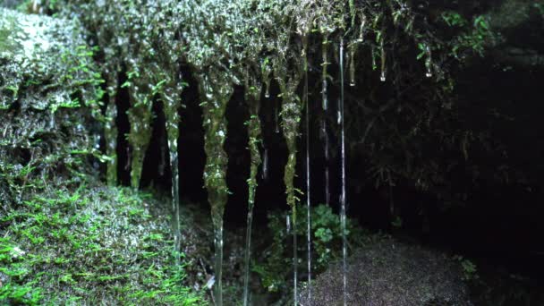 Wald wilde Natur. Bergwasser fließt von Waldpflanzen herab. schöner Hintergrund. — Stockvideo