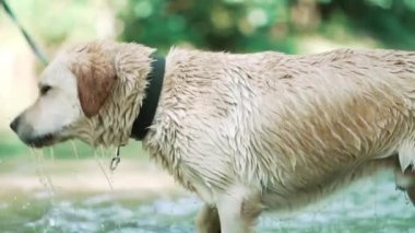 Islettiğimiz köpeğin yavaş çekimde su yla sarsılarak yakın çekimi. Yetişkin labrador nehirde yıkanır ve doğanın tadını çıkarır. Komik hayvan.