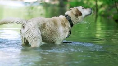 Islettiğimiz köpeğin yavaş çekimde su yla sarsılarak yakın çekimi. Yetişkin labrador nehirde yıkanır ve doğanın tadını çıkarır. Komik hayvan.
