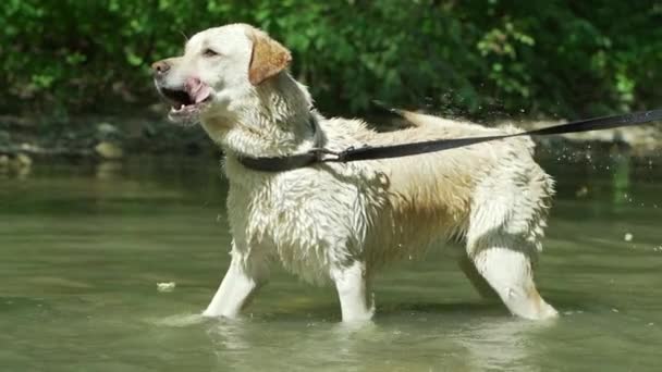 ラブラドールは、夏の暑い天候で川や湖で入浴します。犬は楽しみを持って、喜び、自然の中を歩きます。ペットの概念、友情、献身 — ストック動画