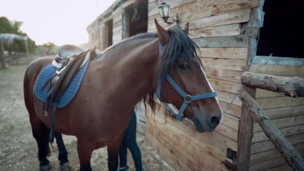 Retrato de hermoso caballo.Mares se encuentra en la granja y espera ser aprovechado para un paseo.Rancho animal, concepto de deporte — Vídeos de Stock