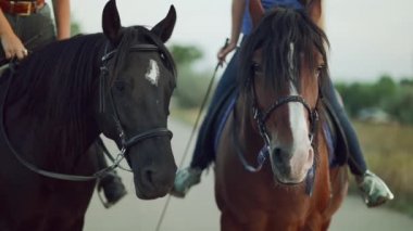 Atların yakın çekim portresi. biniciler astride oturup Çiftlik hayvan iletişim, spor konsepti ise iki koşumlu mares standı