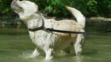 Islettiğimiz köpeğin yavaş çekimde su yla sarsılarak yakın çekimi. Yetişkin labrador nehirde yıkanır ve doğanın tadını çıkarır. Komik hayvan.