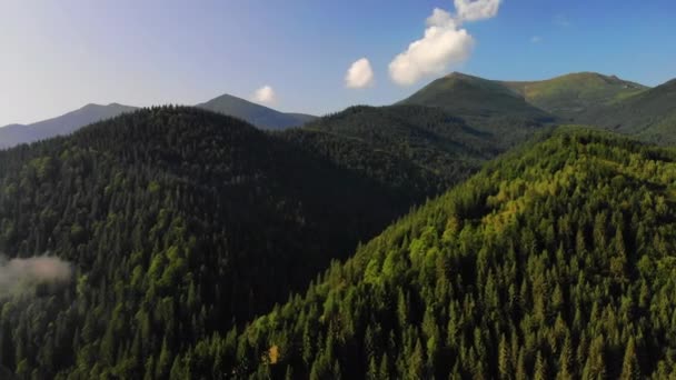 Niesamowity widok na góry pokryte sosny, chmury, mgła. Latający dron. Lato w Europie Karpaty. koncepcja lotu, natura, zapierające dech w piersiach piękno naszej planety. — Wideo stockowe