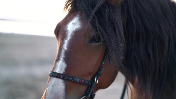 Nahaufnahme Porträt eines braunen schönen eingespannten Pferdes. Nutztiere, Sportkonzept. — Stockvideo