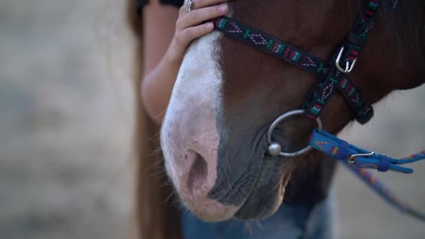 Retrato de cerca del hermoso caballo arnés marrón. Animales de granja, concepto deportivo . — Vídeo de stock
