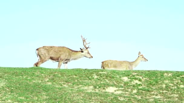 Ciervos silvestres cortan hierba en un prado verde. Naturaleza, animales hermosos viven en su hábitat. Movimiento lento . — Vídeo de stock