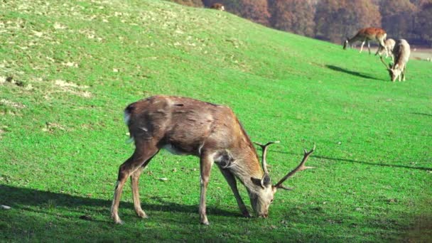 Ciervos jóvenes pastan en césped verde, temporada de primavera. Animales lindos en la granja. Movimiento lento . — Vídeo de stock