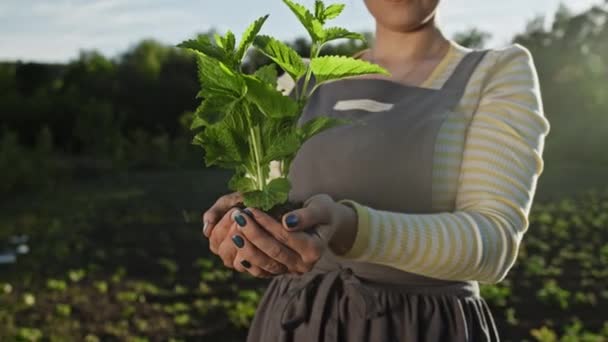 Gärtnerin hält ausgetrieben Minze Pflanze in der Erde. Landwirtschaft, Pflege der Muttererde, Umweltschutz, Erntekonzept. Dolly, Nahaufnahme mit Sonnenschein. — Stockvideo