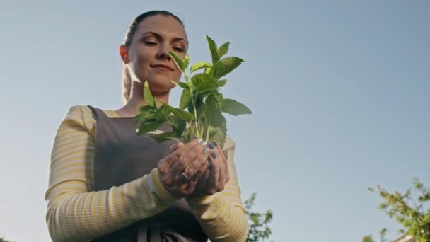 Jovem mulher sorridente jardineiro segurando em mãos brotou planta no solo. Dolly, close-up com luz do sol. Agricultura, ecologia, fazenda, trabalho no solo, conceito de colheita — Vídeo de Stock