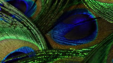 Tropikal tavus kuşu tüyleri. Makro dönüş yakın çekim görüntüsü. Güzel hayvanlar. doğanın renk doğruluğu.