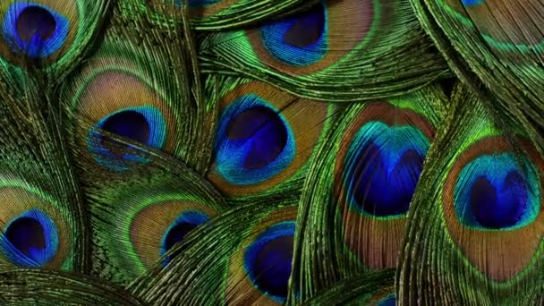 2,470 Peacock feather Videos, Royalty-free Stock Peacock feather Footage |  Depositphotos