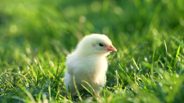 Zamknij nowo narodzonego drobiu żółty dziób kurczaka na zielonym polu trawy. Piękne i urocze pisklę na farmie do projektowania i dekoracyjne. Koncepcja wielkanocna — Wideo stockowe