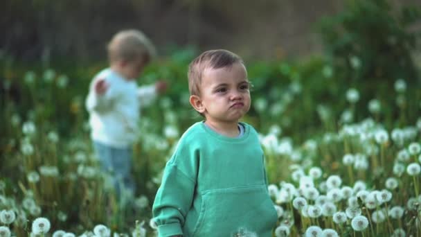 Portrét legračních chlapečků, kteří se procházejí v pampeliškovém poli na zeleném pozadí. Roztomilé děti zkoumají rostliny, přírodu. Rodina, láska, dětský koncept. — Stock video