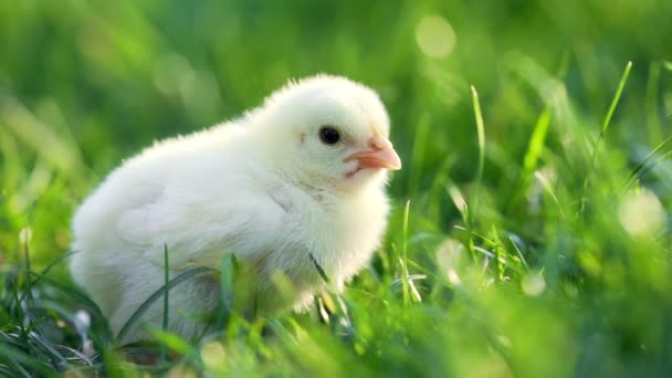 Fermer le bec de poulet jaune de volaille nouveau-né sur le champ d'herbe verte. Belle et adorable petite poulette à la ferme pour le design et la décoration. Concept de Pâques — Video