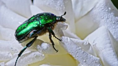 Beyaz şakayık çiçeğinin üzerindeki Cetonia Aurata böceğinin yakın çekim görüntüsü. Zümrüt böceği yaprakların arasındadır. Makro atış. Ağır çekim. Böcek, doğa konsepti..