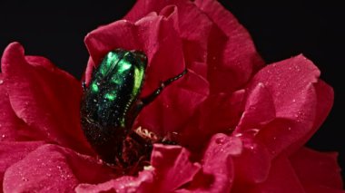 Yeşil Gül chafer yakın çekim - Cetonia Aurata böceği kırmızı gül üzerinde polen yer. Yaprakların arasında inanılmaz bir böcek var. Makro atış. Ağır çekim. Böcek, doğa konsepti..