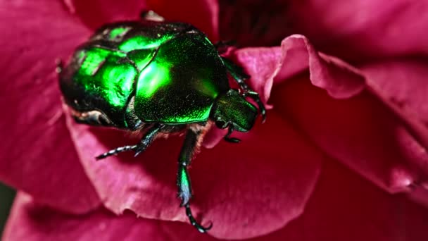 Widok z bliska na plewy Green Rose - Cetonia Aurata chrząszcz na czerwonej róży. Niesamowity robak jest wśród płatków. Makro strzał. Zwolnij trochę. Owady, koncepcja natury. — Wideo stockowe