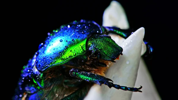 Vista de cerca de la rosal verde - Cetonia Aurata escarabajo en la flor blanca de la peonía. Increíble insecto esmeralda está entre los pétalos. Macro disparó. Insecto, concepto de naturaleza . — Foto de Stock