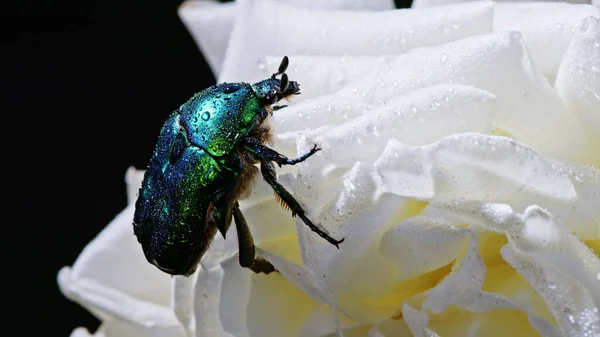 Close-up weergave van groene roos chafer - Cetonia Aurata kever op witte bloem van pioenroos. Verbazingwekkend smaragd insect is onder de bloemblaadjes. Macro heeft geschoten. Insect, natuurconcept. — Stockfoto