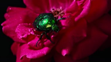 Yeşil Gül Cetonia Aurata böceğinin kırmızı gül üzerindeki yakın görüntüsü. Yaprakların arasında inanılmaz bir böcek var. Makro atış. Ağır çekim. Böcek, doğa konsepti..