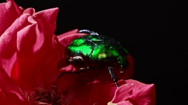 Yeşil Gül Cetonia Aurata böceğinin kırmızı gül üzerindeki yakın görüntüsü. Yaprakların arasında inanılmaz bir böcek var. Makro atış. Ağır çekim. Böcek, doğa konsepti..