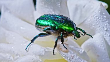 Beyaz şakayık çiçeğinin üzerindeki Cetonia Aurata böceğinin yakın çekim görüntüsü. Zümrüt böceği yaprakların arasındadır. Makro atış. Ağır çekim. Böcek, doğa konsepti..